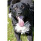 Retriever Mix - Rüde