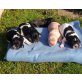 Retriever-Münsterländer Mischlingswelpen Welpen - Hündin