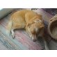 Retriever und griechischer Hunderasse - Rüde