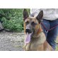 Revery, Malinoismix - Rüde