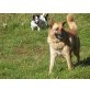 Rex, Malinois Mix - Rüde