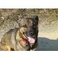 Rex, Schäferhund-Mix, ca 4 Jahre, ca 55cm - Rüde
