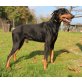 Rex, Schöner Rex sucht Zuhause - Rüde