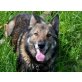 Rex, cooler Schäferhund - Rüde
