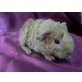 Rex - männlich