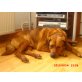 Rex, schäferhundmischling - Rüde