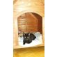 Rex sucht ein Zuhause, Rex - TSV SOS Katze - Kater