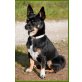 Rexandro, Chihuahua kurzhaariger Schlag - Rüde