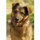 Rexi 3, Pflegestelle Niederösterreich, Schäfer Collie Mix - Rüde