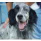 Rexi - SENIOR, English Setter - Rüde