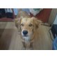 Rexy, Golden-Retriever-Mix - Rüde