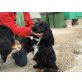 Rey, süßer Cocker, Cocker Spaniel - Rüde