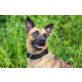 Rhia, Malinois Mischling - Hündin