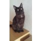 Rhianna, Maine Coon - Katze