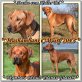 Rhodesian Ridgeback - Hündin