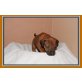 Rhodesian Ridgeback - Hündin