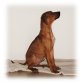 Rhodesian Ridgeback - Hündin