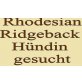 Rhodesian Ridgeback - Hündin