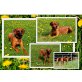 Rhodesian Ridgeback, Rhodesian Ridgeback Welpen - Rüde