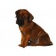 Rhodesian Ridgeback, Rhodesian Ridgeback Welpen - Rüde