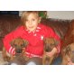 Rhodesian Ridgeback - Rüde
