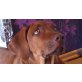 Rhodesian Ridgeback - Rüde