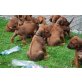 Rhodesian Ridgeback Welpen - Hündin