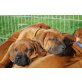 Rhodesian Ridgeback Welpen - Hündin