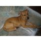 Rhodesian Ridgeback Welpen - Hündin