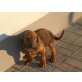 Rhodesian Ridgeback Welpen - Hündin