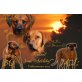 Rhodesian Ridgeback Welpen - Hündin