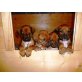 Rhodesian Ridgeback Welpen - Hündin
