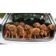 Rhodesian Ridgeback Welpen - Hündin