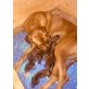 Rhodesian Ridgeback Welpen - Hündin