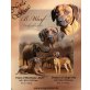 Rhodesian Ridgeback Welpen - Hündin