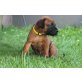 Rhodesian Ridgeback Welpen - Hündin
