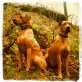 Rhodesian Ridgeback Welpen - Hündin