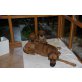 Rhodesian Ridgeback Welpen - Hündin
