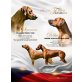 Rhodesian Ridgeback Welpen - Hündin