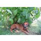Rhodesian Ridgeback Welpen - Hündin