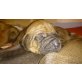 Rhodesian Ridgeback Welpen - Hündin