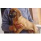 Rhodesian Ridgeback Welpen - Hündin