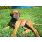 Rhodesian Ridgeback Welpen - Hündin
