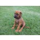 Rhodesian Ridgeback Welpen - Hündin