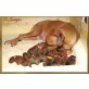 Rhodesian Ridgeback Welpen - Rüde