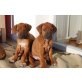 Rhodesian Ridgeback Welpen - Rüde