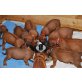 Rhodesian Ridgeback Welpen - Rüde