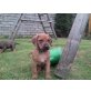 Rhodesian Ridgeback Welpen - Rüde