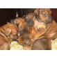 Rhodesian Ridgeback Welpen - Rüde