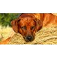 Rhodesian Ridgeback Welpen - Rüde